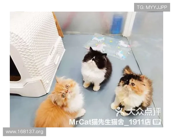 探索mrcat猫先生的奇妙旅程:宠物爱好者的必备指南